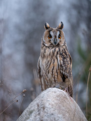 Long-eared owl (Asio otus) sitting on the rock and holding a hunted mouse. Beautiful owl with orange eyes on the rock. Owl with mouse.