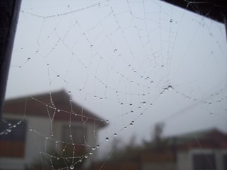 Gota de rocío en tela de araña