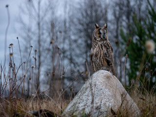Long-eared owl (Asio otus) sitting on the rock and holding a hunted mouse. Beautiful owl with orange eyes on the rock. Owl with mouse.