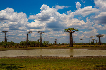 Beautiful Baobab trees at sunset at the avenue of the baobabs in Madagascar