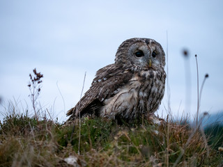 Tawny owl (Strix aluco) portrait. Tawny owl sits on the edge of a forest. Tawny owl and evening background.