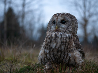 Tawny owl (Strix aluco) portrait. Tawny owl sits on the edge of a forest. Tawny owl and evening background.