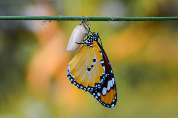 Amazing moment ,Monarch butterfly emerging from its chrysalis