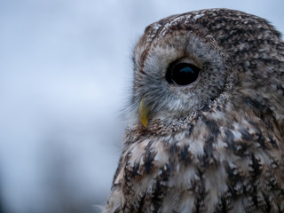 Tawny owl (Strix aluco) portrait. Tawny owl sits on the edge of a forest. Tawny owl and evening background.