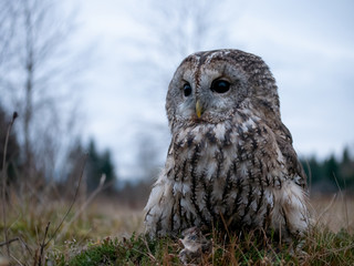 Tawny owl (Strix aluco) portrait. Tawny owl sits on the edge of a forest. Tawny owl and evening background.