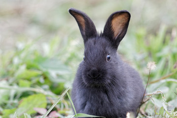 Baby Bunny in the grass