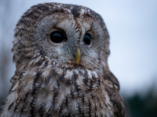 Tawny owl (Strix aluco) portrait. Tawny owl sits on the edge of a forest. Tawny owl and evening background.