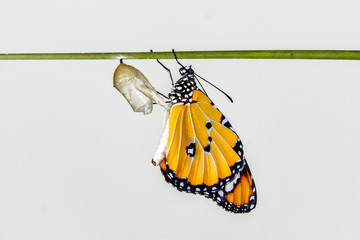 Obraz premium Amazing moment ,Monarch butterfly emerging from its chrysalis