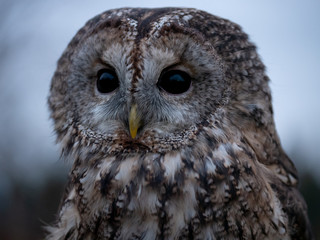 Tawny owl (Strix aluco) portrait. Tawny owl sits on the edge of a forest. Tawny owl and evening background.