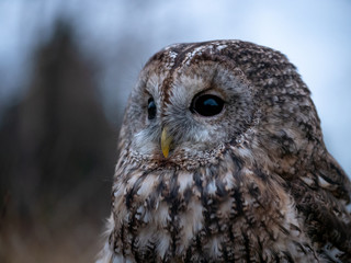 Tawny owl (Strix aluco) portrait. Tawny owl sits on the edge of a forest. Tawny owl and evening background.
