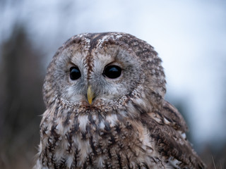 Tawny owl (Strix aluco) portrait. Tawny owl sits on the edge of a forest. Tawny owl and evening background.