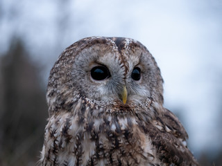 Tawny owl (Strix aluco) portrait. Tawny owl sits on the edge of a forest. Tawny owl and evening background.