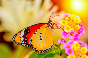 Naklejka premium Closeup beautiful butterfly sitting on flower