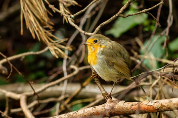 Robins