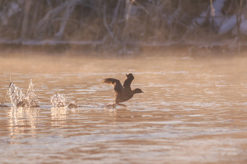 eurasian coot in sunrise
