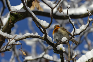 Robins