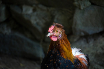 Farm Chicken Portrait