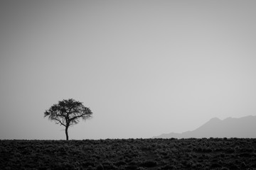 Einsamer Baum in der Wüste 