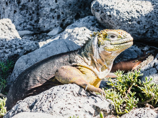 Marine iguana in the Galapagos islands Ecuador