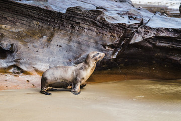 Fototapeta premium Baby sea lion camouflaged against brown rocky beach of San Cristobal island Galapagos Ecuador