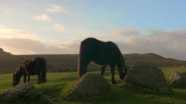 Wide shot of a  Dartmoor Sunset with two Dartmoor ponies grazing next to some dug in granite stones and boulders. Blissful and quaint shot of UK wildlife.