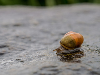 Schnecke feuchter Untergrund
