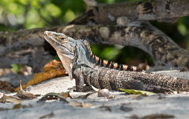 Black spiny-tailed iguana (Ctenosaura similis) close up, Manuel Antonio National Park, Puntarenas, Costa Rica