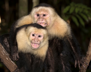 Two white-headed capuchins (Cebus imitator) close up, Costa Rica
