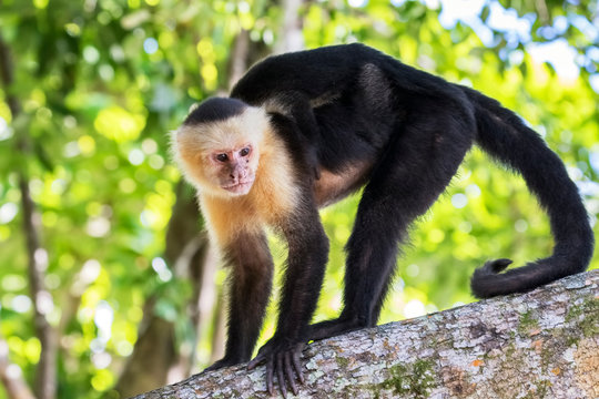 Capuchin monkey carring baby on her back in the tropical forest, Costa Rica