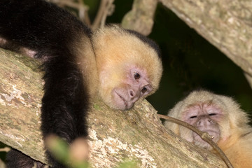 Resting white-headed capuchins (Cebus imitator) in the tropical forest, Costa Rica