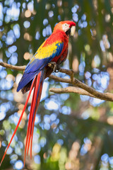 The scarlet macaw (Ara macao), Quepos, Costa Rica