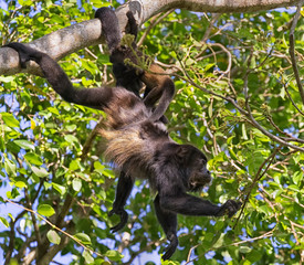 Female mantled howler monkey  (Alouatta palliata) with  baby on her back in the rainforest canopy, Puntarenas, Costa Rica