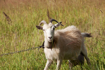 Goat on chain grazes on meadow