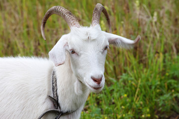 Portrait of young goat