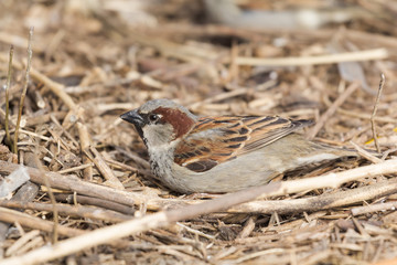 sparrow on a rock