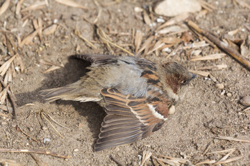 bird on beach