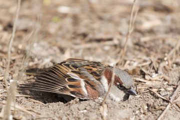 sparrow sitting on a rock
