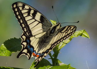 butterfly on a flower