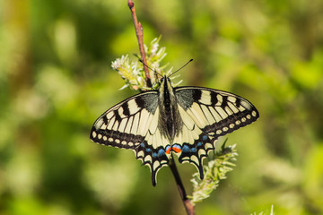butterfly on a flower