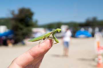 lizard on palm