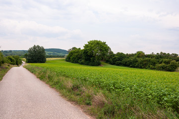 Weizenfeld im Sommer am Feldweg mit kleinen Hügeln