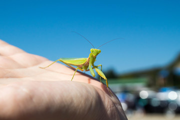 praying mantis on black background