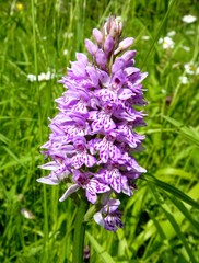 Fototapeta premium Orchid