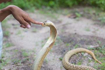 Man hypnotize cobra snake with his forefinger during showing