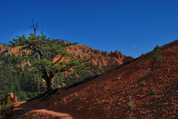 dixie, national forest, arizona, usa
