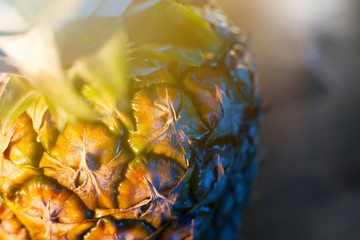 detail of pineapple texture
