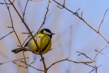 Kohlmeise Tit