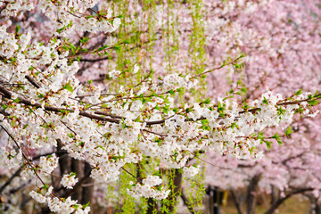 Blooming sakura cherry blossom