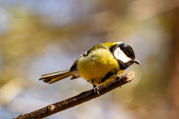 Kohlmeise Tit