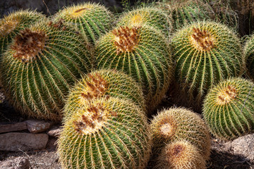 Obraz premium Golden Barrel Cactus 